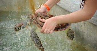 Captive Sea Turtles Constitute a Health Threat to Tourists