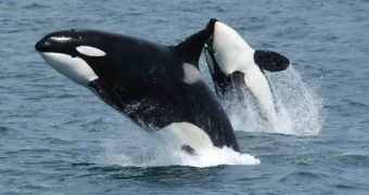 Captive killer whales become aggressive, attack their trainers