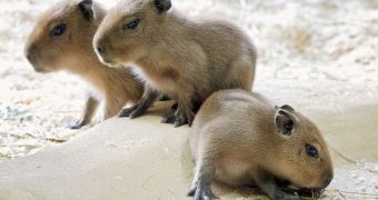 Austria's Schönbrunn Zoo is now home to three capybara pups