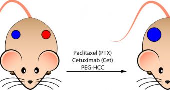 Mice with dual subcutaneous tumors – the left one EGFR-negative, the right one EGFR-positive – were treated with the new Cet/PTX/PEG-HCC.  Treatment over 30 days proved highly effective