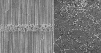 Image illustrating the different carbon nanotube growing patterns. To the left you can see tubes grown on crystalline quartz compared to those grown on silicon wafers