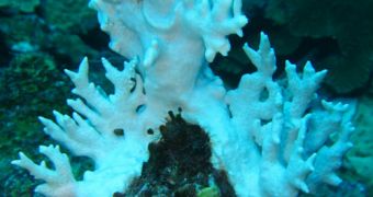 Caribbean Corals Will Show Bleaching This Year