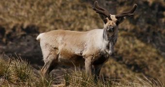 Caribou populations may not be able to adapt to climate change