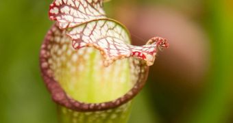 Pitcher plants inspired SEAS investigators to create new hydrophobic material