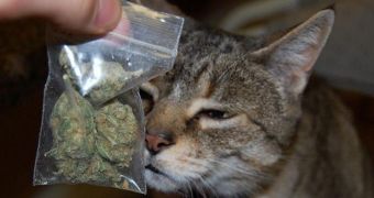 A New Zealand woman called police when her cat delivered a bag of weed to her front door