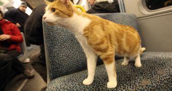 Jasper, the ginger cat, enjoys riding the Metro by himself