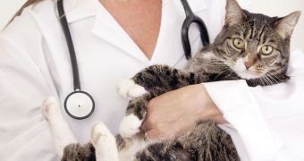 Cat owner signs the wrong paperwork, the animal is put to sleep by the vet