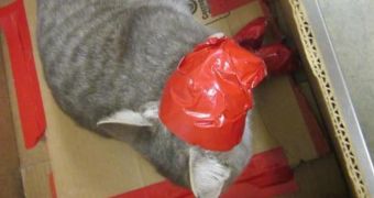 Cat hets rescued after being duct taped and abandoned in a parking lot (click to see full image)
