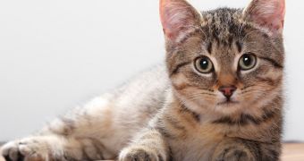Researchers say that a parasite in cat poop could help treat cancer in human patients