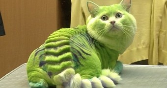 Cat Visits Beauty Salon, Comes Out Looking like a Dragon
