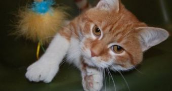 Daniel, the cat with 26 toes is the new mascot of the Milwaukee Animal Rescue Center in Greendale