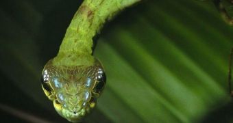 Caterpillar in Costa Rica pretends to be a snake to escape predators