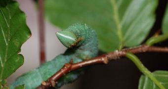 Caterpillars Whistle Off Their Predators