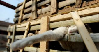 Cats Destined for Human Consumption Saved by Volunteers in China