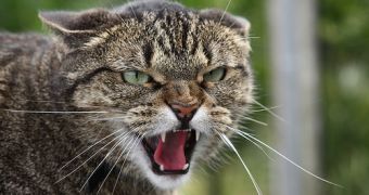 Cats Kill Billions of Birds, Other Animals on a Yearly Basis