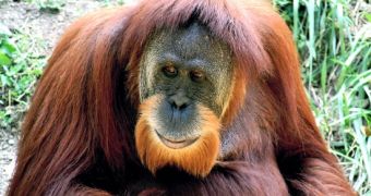 Conservationists and celebs launch fundraising campaign to save orangutans in the Malaysian Borneo from extinction
