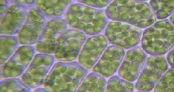 Plant cells are seen here in green, separated by walls containing cellulose, in grey
