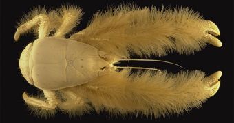 The furry crab Kiwa hirsuta is so peculiar, that researchers placed it in a family of its own