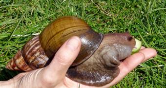 Giant African snails are invading central India
