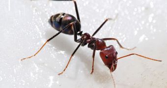 Some 13 species of ants were found in central New York City, but more could be in fact present