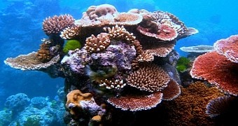 Hundreds of years ago, living corals were used as a construction material