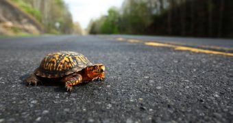 Some drivers purposely kill turtles, experiments show
