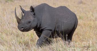 Dallas Safari Club announces plans to auction off a hunting permit for an endangered black rhino