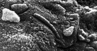 Electron micrograph of Martian meteorite ALH84001 showing structures that some scientists think could be fossilized bacteria-like lifeforms