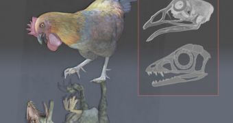 Artist's illustration of a chicken and a baby dinosaur with a skull comparison