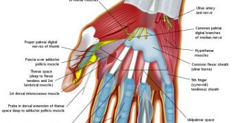 The human hand may have evolved to fulfill its current functions because our feet grew as well