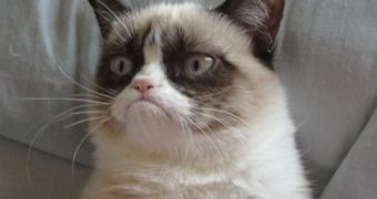 Check Out the Top Five Most Popular Cats Online, Grumpy Cat Scores Two Places