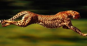 Cheetah sets new speed record
