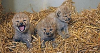 Zoo in Austria is now home to three baby cheetahs