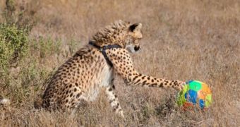 Couple teaches cheetahs how to play football, hope this will help them survive in the wild