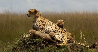 Researchers claim cheetahs only overheat after a successful hunt
