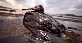 Using chemical dispersants to clean up oil spills at sea is not such a good idea, researchers say