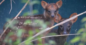 Pudu fawn is born at Chester Zoo in the UK