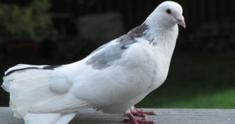 Chicago decides to deport its pigeons to a farm in Indiana