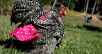Company sells chicken diapers for urban farmers