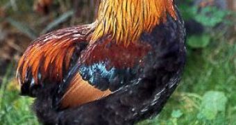 Araucana cock