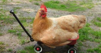 Chickens might be smarter than toddlers, Bristol University researcher says