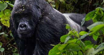 The Virunga National Park in the Democratic Republic of the Congo is home to critically endangered mountain gorillas