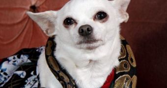 Chihuahua and python are best friends (click to see full image)