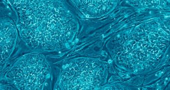 Researchers identify two genes that allow for neural stem cells to form medulloblastomas, a common type of brain cancer in children