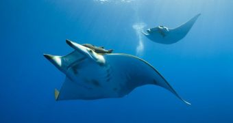 Researcers find evidence Chilean devil rays are among the world's deepest divers