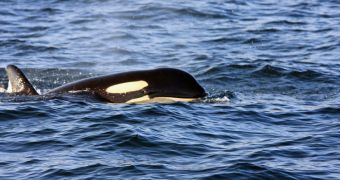 Ross Sea killer whale populations are disappearing, threatening one of the last pristine habitats on the planet