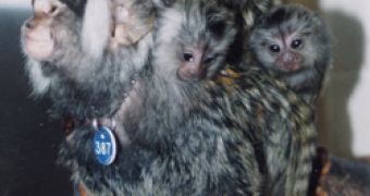 Marmoset male caring for triplets