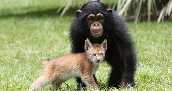Chimp befriends baby lynx