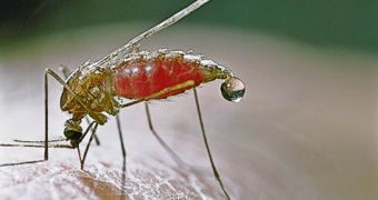 Female Anopheles mosquito