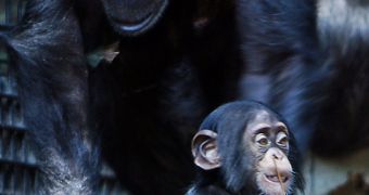 Chimpanzees' Last Stand